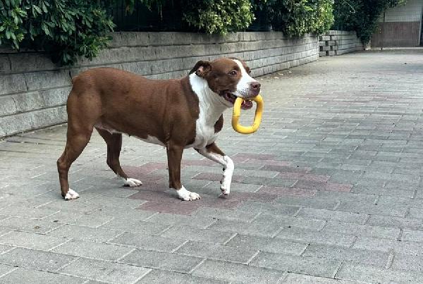 LADY BELLISSIMA CAGNOLINA Foto 4